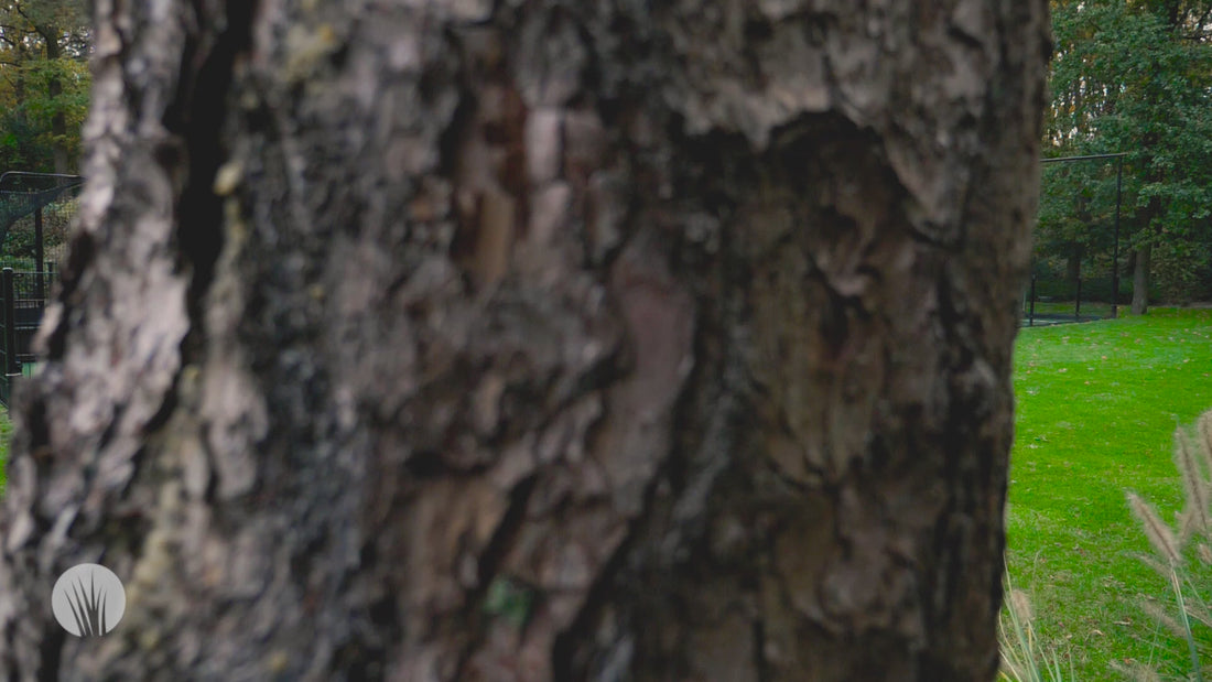 Opening Privé Hockeyveld - Bosch en Duin - Nobel Grass